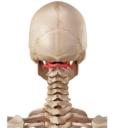 Atlas Orthogonal Chiropractic