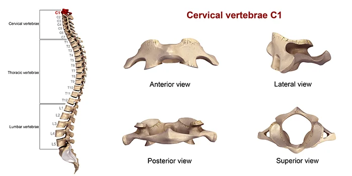 Atlas Orthogonal Chiropractic