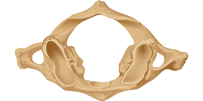 Orthogonal Chiropractic